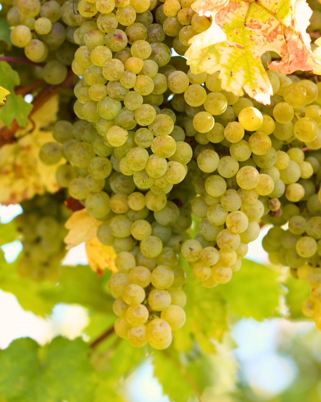 550438321_1375308647934028_3403249175542134105_n